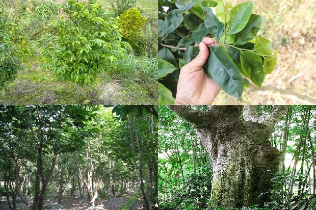 沉香树结香价格-必看33条小知识1663863920835