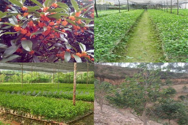 沉香树施什么肥料16条介绍，一定要看！