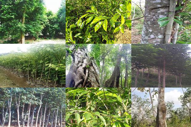 沉香树施什么肥料16条介绍，一定要看！1663863927674