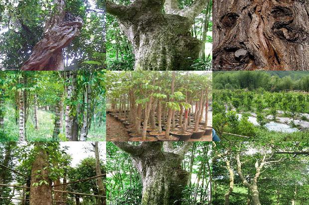 沉香树施什么肥料16条介绍，一定要看！1663863927680