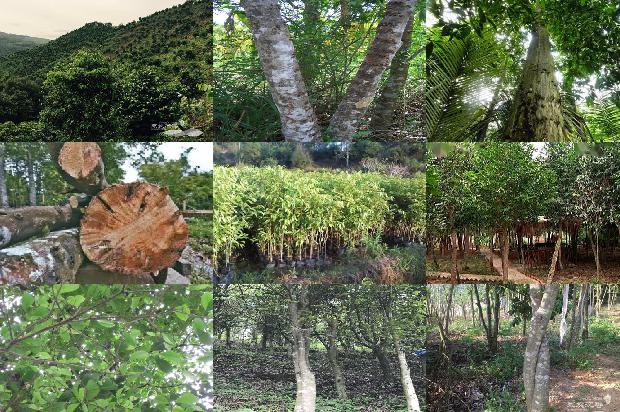 沉香树施什么肥料16条介绍，一定要看！1663863927686