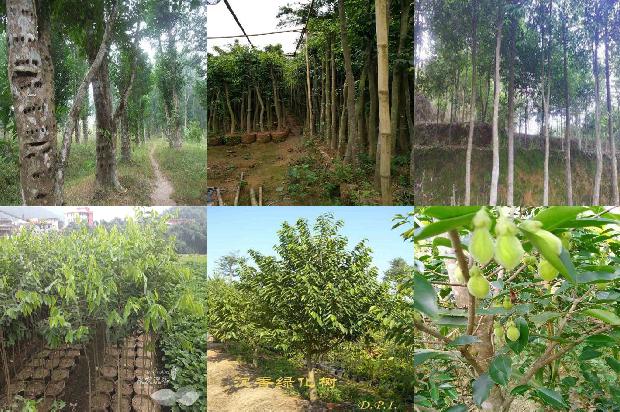 奇楠沉香树哪个品种好必看22点！1663863937683