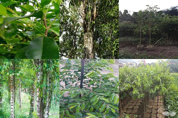 奇楠沉香树哪个品种好必看22点！1663863937695