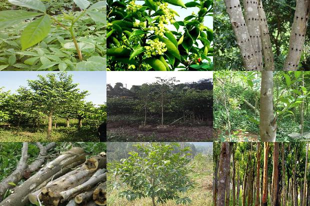 奇楠沉香树哪个品种好必看22点！1663863937707