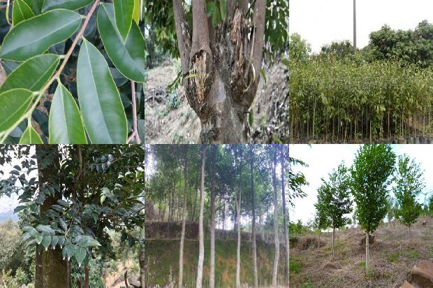 沉香树种植前景16条介绍，你知道么？