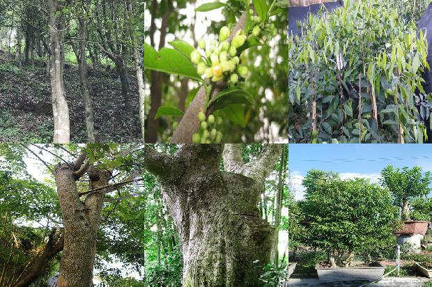 沉香树种植前景16条介绍，你知道么？1663863947288