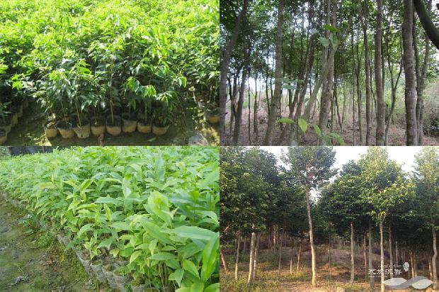 沉香树种植前景16条介绍，你知道么？1663863947294