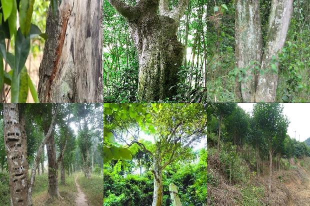 沉香树种植前景16条介绍，你知道么？1663863947300