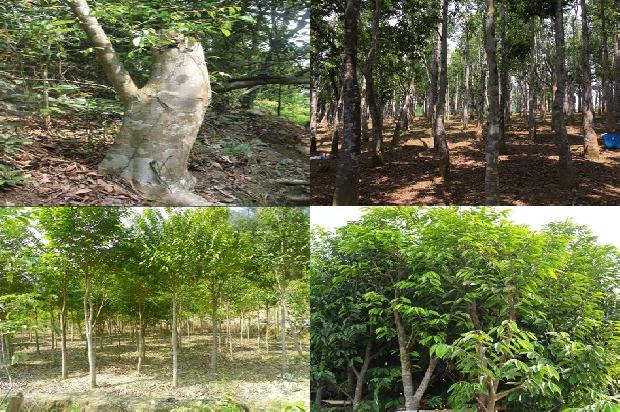 沉香树种植前景16条介绍，你知道么？1663863947306