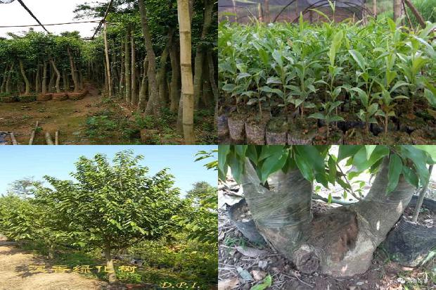 沉香树种植前景16条介绍，你知道么？1663863947312