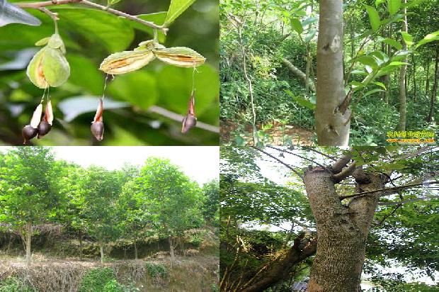 沉香树怎么养-必看27条小知识