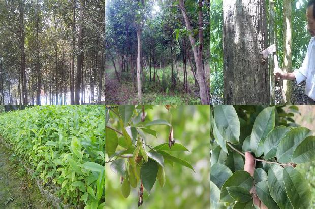 沉香树怎么养-必看27条小知识1663863954272