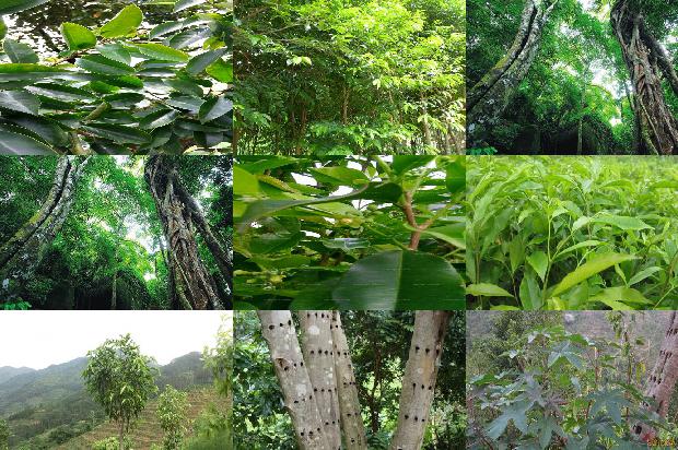 沉香树怎么养-必看27条小知识1663863954278