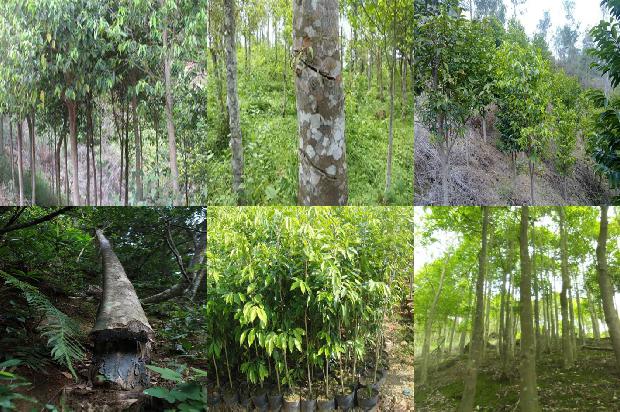 沉香树怎么养-必看27条小知识1663863954284