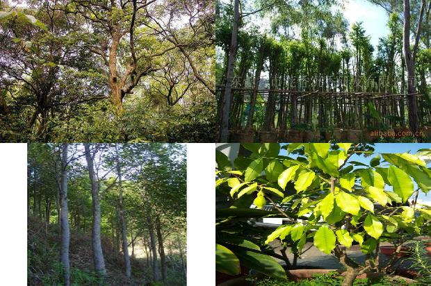 沉香树那样子-必看30条小知识