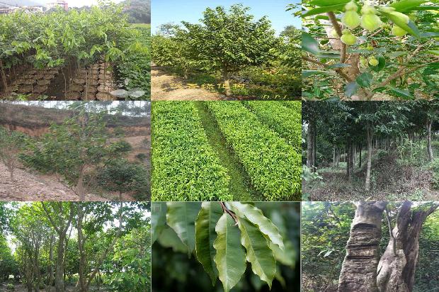 沉香树那样子-必看30条小知识1663950226880