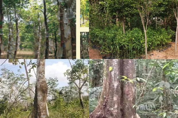 沉香树那样子-必看30条小知识1663950226886