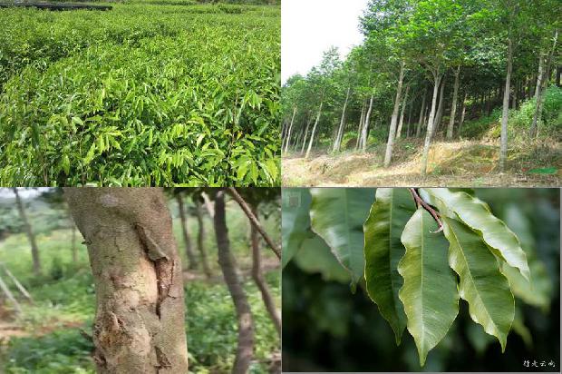 湖南能种沉香树吗20条介绍，你知道么？