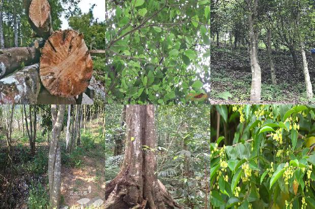 湖南能种沉香树吗20条介绍，你知道么？1663950234620