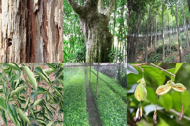 湖南能种沉香树吗20条介绍，你知道么？1663950234626