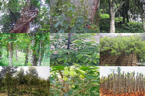 沉香树价值是多少27条介绍，一定要看！1663950245640