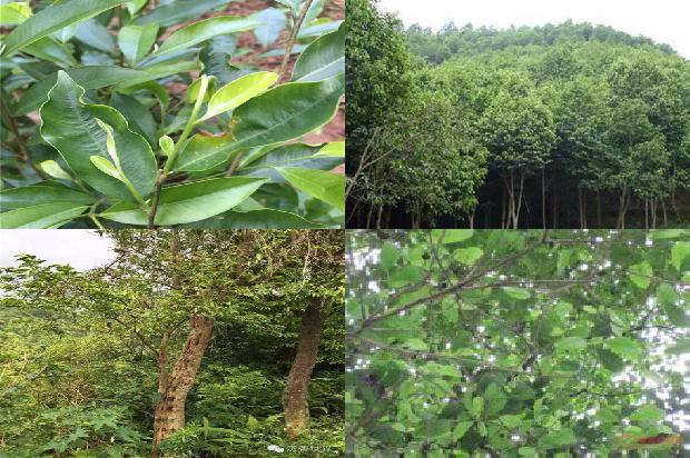 沉香树价值是多少27条介绍，一定要看！1663950245646