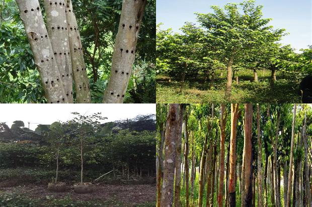 沉香树价值是多少27条介绍，一定要看！1663950245652