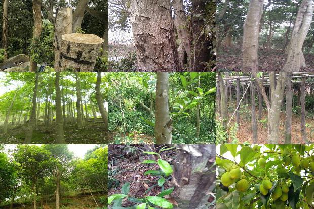 沉香树价值是多少27条介绍，一定要看！1663950245658