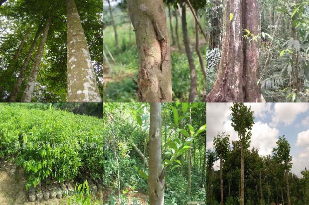 沉香树价值是多少27条介绍，一定要看！1663950245670