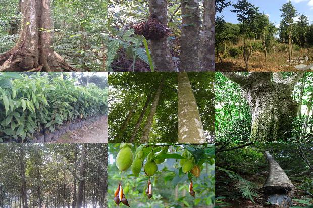 收沉香树24条介绍，一定要看！