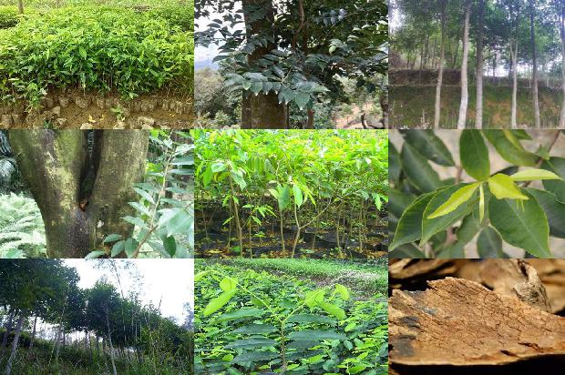 收沉香树24条介绍，一定要看！1663950256843