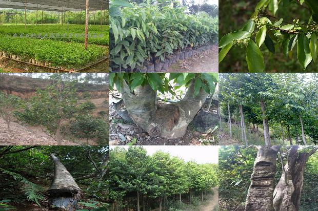 收沉香树24条介绍，一定要看！1663950256849