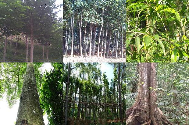 收沉香树24条介绍，一定要看！1663950256855