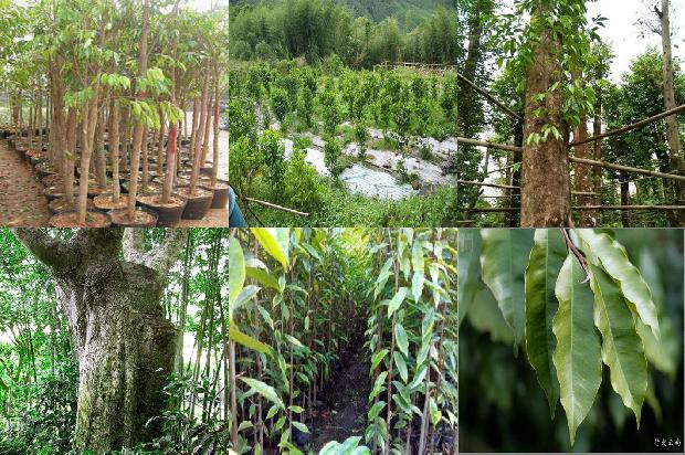 收沉香树24条介绍，一定要看！1663950256861