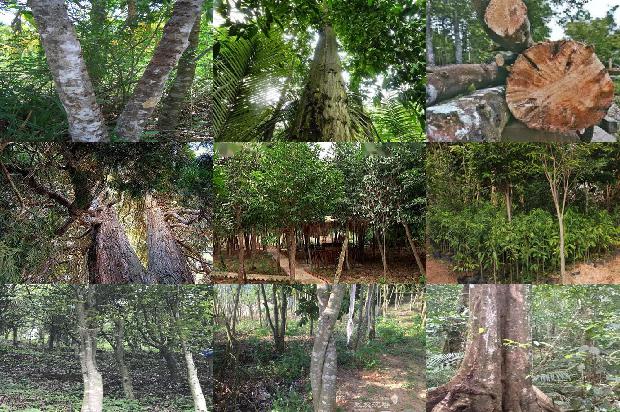 收沉香树24条介绍，一定要看！1663950256867