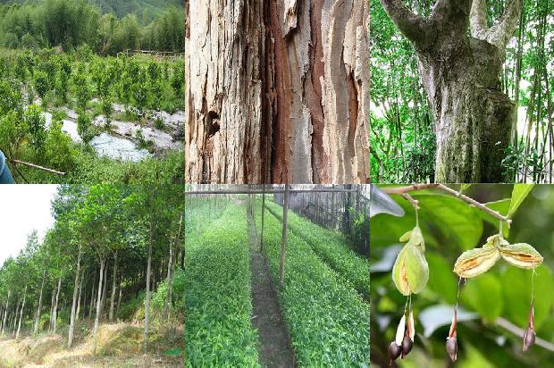 收沉香树24条介绍，一定要看！1663950256873