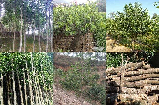 海南沉香树品种-必看36条小知识