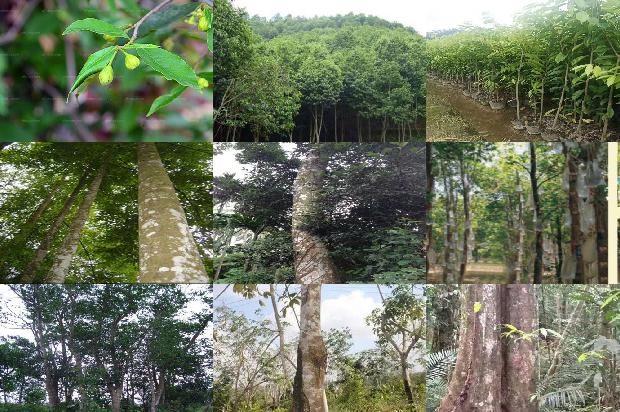 海南沉香树品种-必看36条小知识1663950266492