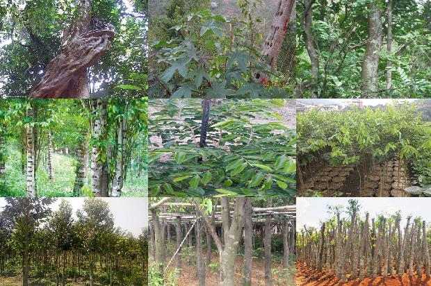 海南沉香树品种-必看36条小知识1663950266498