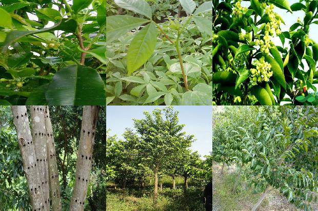 海南沉香树品种-必看36条小知识1663950266510