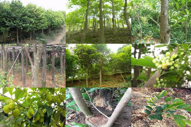 海南沉香树品种-必看36条小知识1663950266516