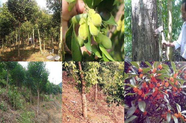 奇楠沉香树苗种植技术的18条小知识