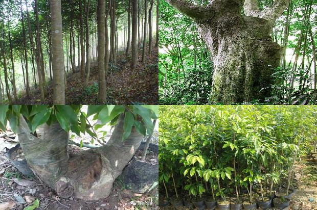 奇楠沉香树苗种植技术的18条小知识1663950277483