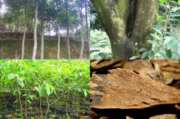 奇楠沉香树苗种植技术的18条小知识1663950277489