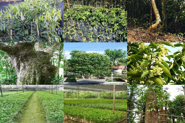 奇楠沉香树苗种植技术的18条小知识1663950277495