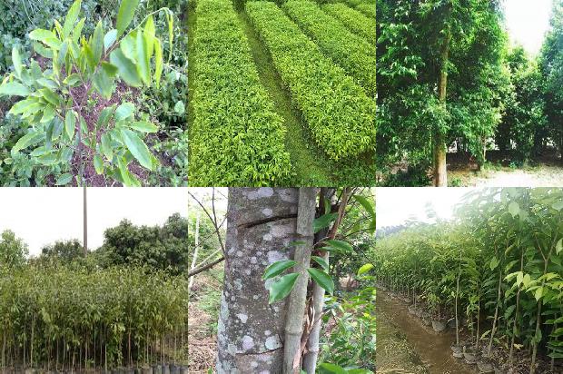 奇楠沉香树苗种植技术的18条小知识1663950277501