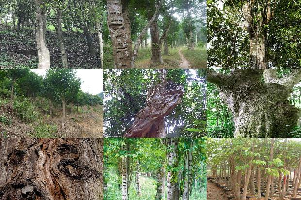 奇楠沉香树苗种植技术的18条小知识1663950277507