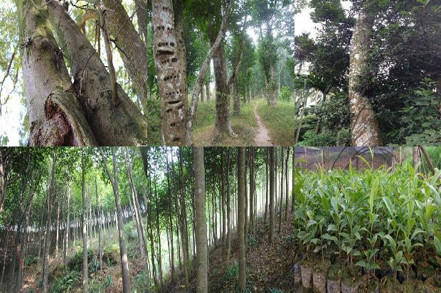 沉香树苗木-必看22条小知识