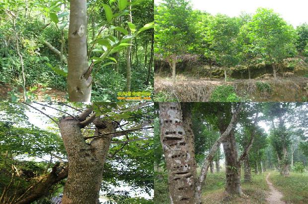 沉香树苗木-必看22条小知识1663950287042