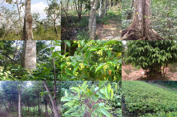 沉香树苗木-必看22条小知识1663950287048